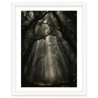 Enchanted Canopy: Mystical Forest Path