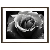 Ethereal Monochromatic Rose Petal Macro thumbnail