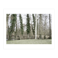 Sole white birch in the trees (Print Only)