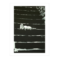 Cat On Stairs (Print Only)