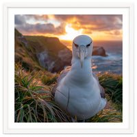 Albatross Bird On Grassy Cliff At Sunset