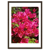 Pink Bougainvillea Flowers thumbnail