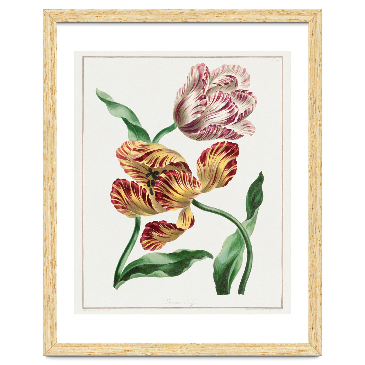 John Edwards – Various Tulips (1791)