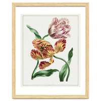 John Edwards – Various Tulips (1791)