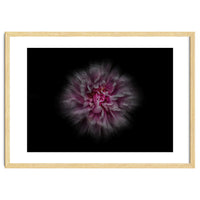 Backyard Flowers No 116 Color Flow Version