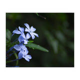 BLOSSOM. (Print Only) thumbnail