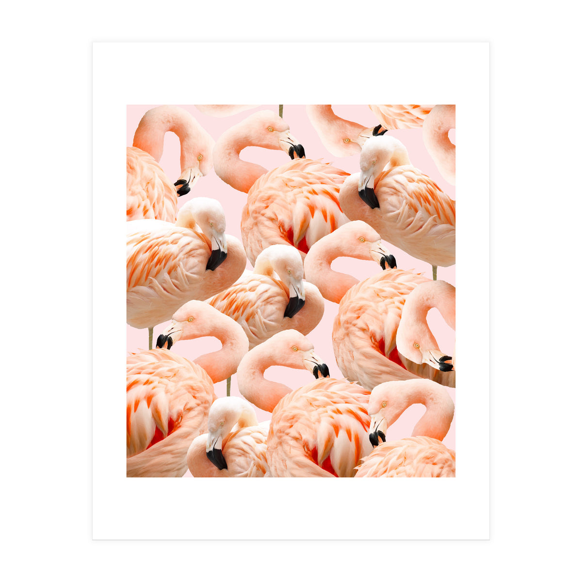 Flamingo Blush #society6 #decor #buyart #flamingoart (Print Only)