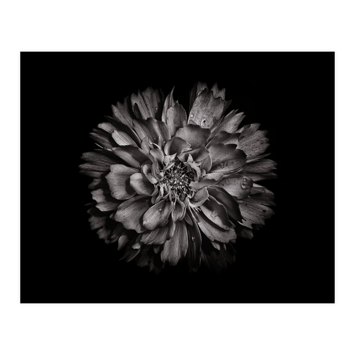 Backyard Flowers In Black And White No 79 (Print Only)