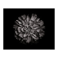 Backyard Flowers In Black And White No 79 (Print Only)