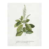 Georg Dionysius Ehret – Cinnamomum Illustration (1708–1770) (Print Only) thumbnail