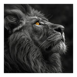 Majestic Lion Face Closeup Golden Eyes Black (Print Only) thumbnail