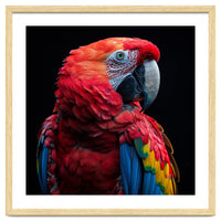 Scarlet Macaw Parrot Close Up Portrait