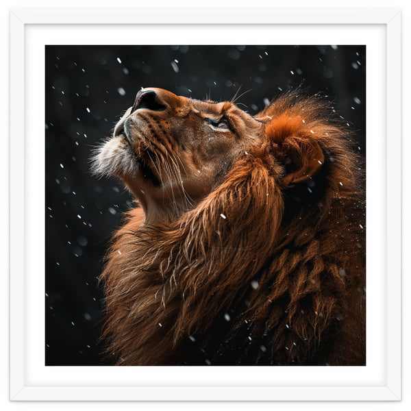 Lion Looking Up In The Snow Majestic