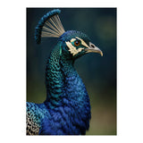 Peacock Portrait Photography (Print Only) thumbnail