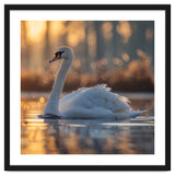 Majestic Swan Gliding On Water At Sunset thumbnail