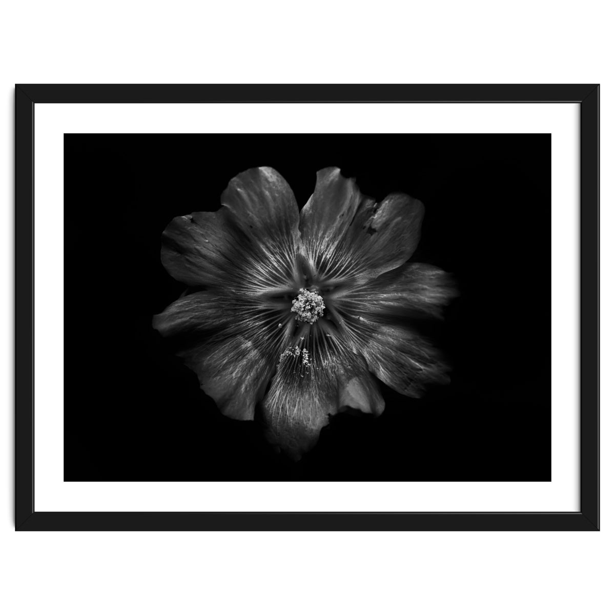 Backyard Flowers In Black And White 22