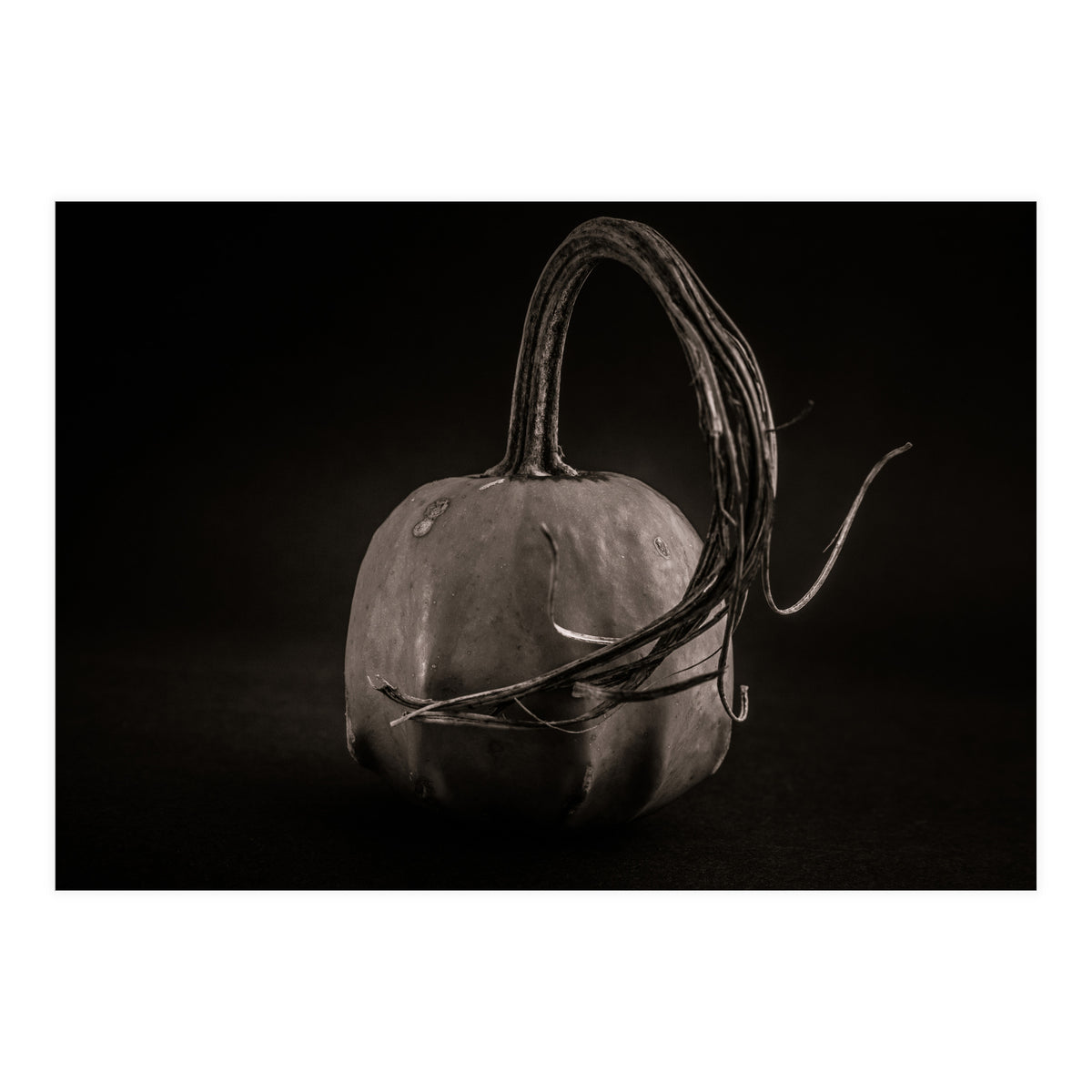 Gourds No 14 (Print Only)