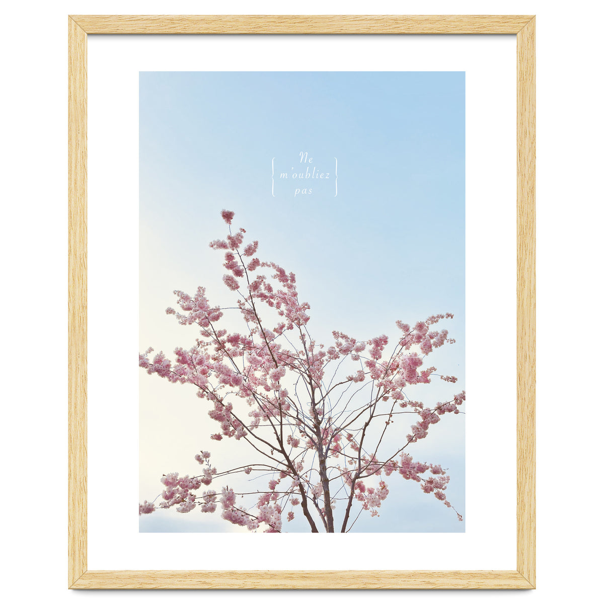 Sakura - cherry blossom