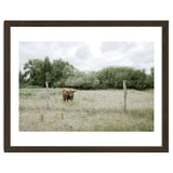 Cow in the farm thumbnail