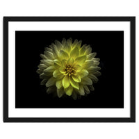 Backyard Flowers No 128 Color Version