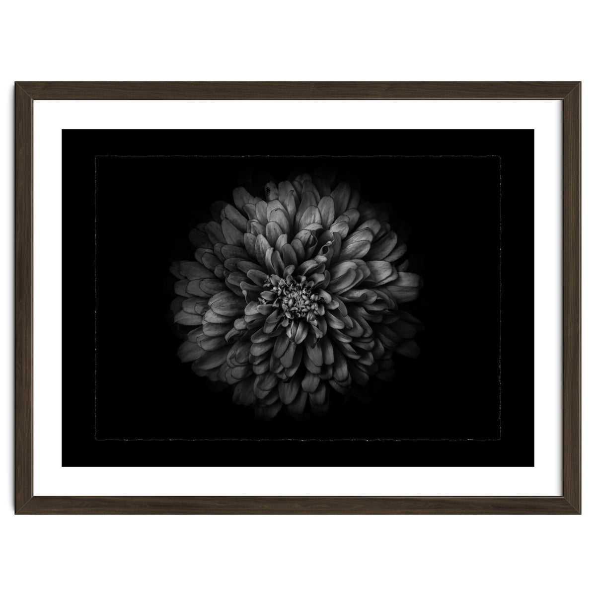 Backyard Flowers In Black And White No 68 with Border