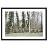 Sole white birch in the trees thumbnail
