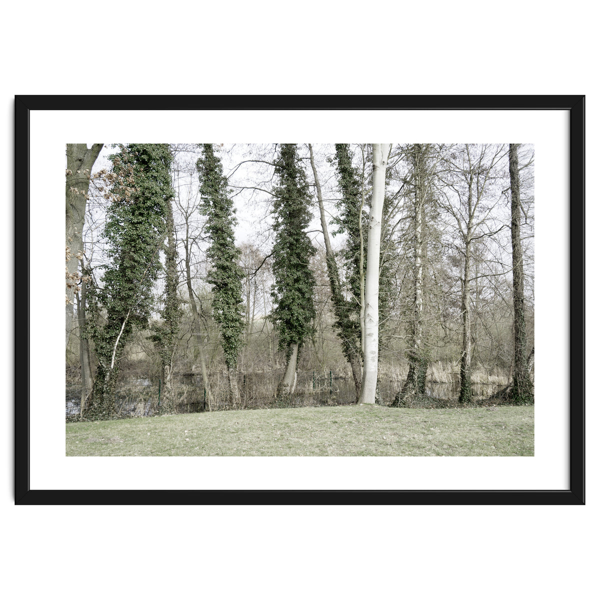 Sole white birch in the trees