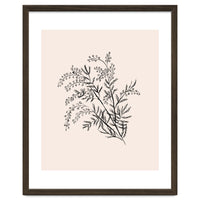 Acacia Botanical illustration