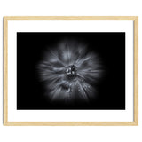 Backyard Flowers In Black And White No 66 Flow Version thumbnail