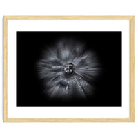 Backyard Flowers In Black And White No 66 Flow Version