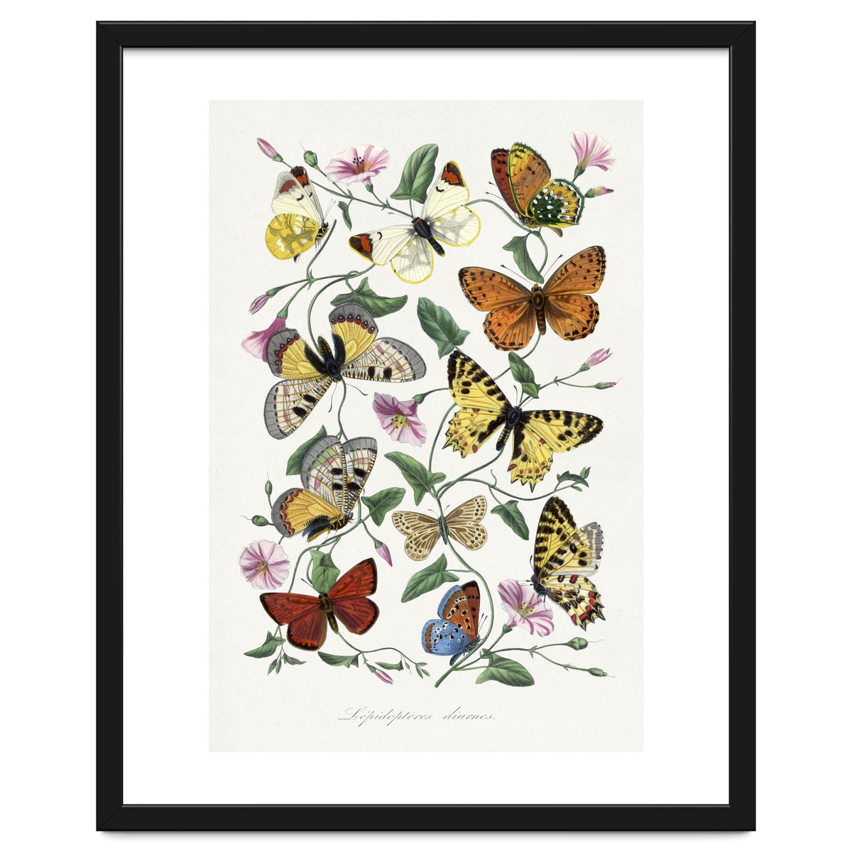 Paul Gervais – Butterfly and Moth Natural History Illustration (1842)