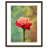 A Vibrant Red Rose thumbnail