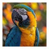 Blue And Gold Macaw Parrot Close Up Portrait (Print Only) thumbnail