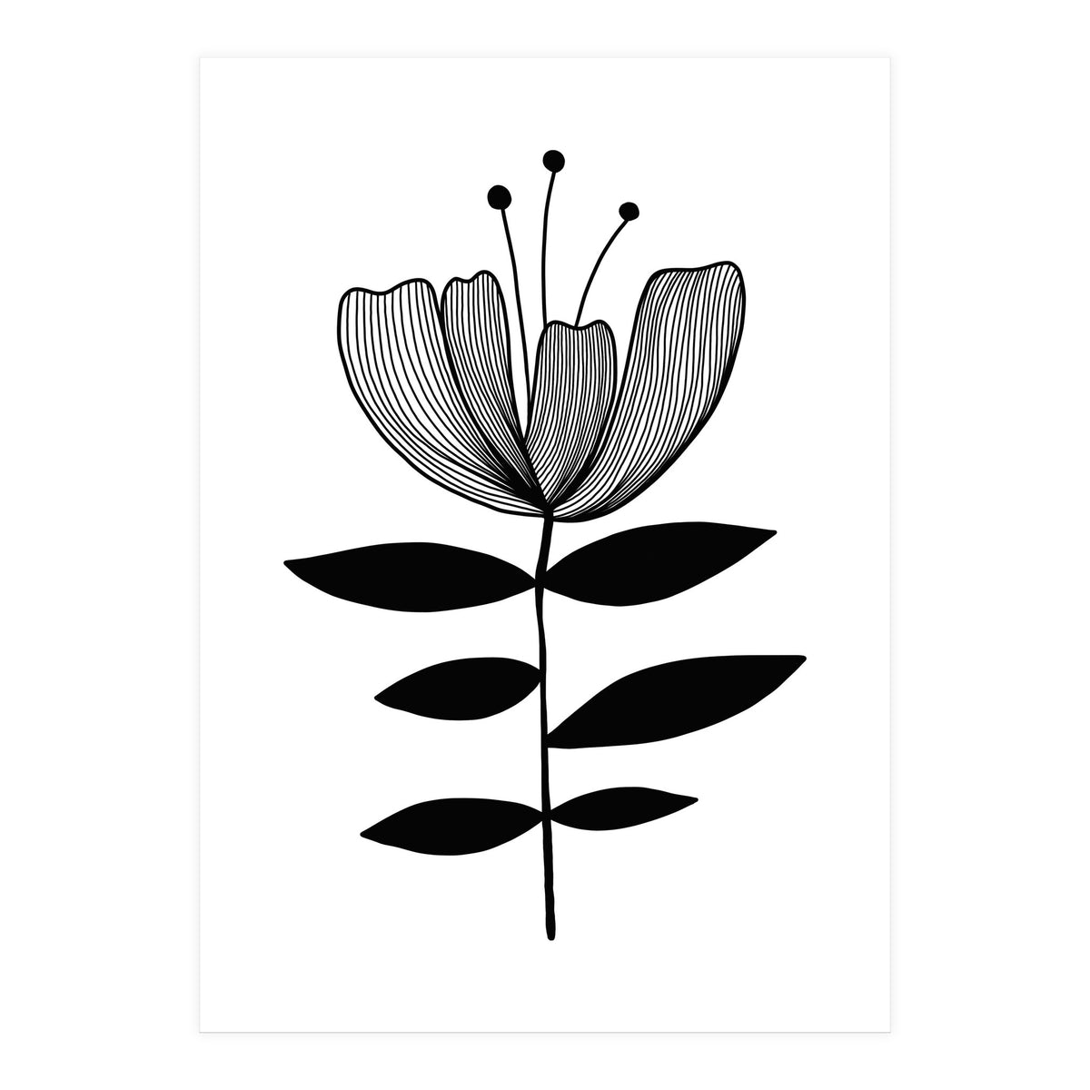 Tulip blossom (Print Only)