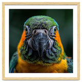 Blue And Gold Macaw Face Focused Portrait thumbnail