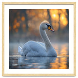 Beautiful Swan Floating On Water At Sunset thumbnail