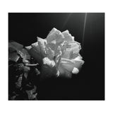 Desire (Print Only) thumbnail