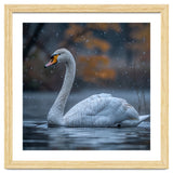 Swan Floating Gracefully On Water In Autumn thumbnail