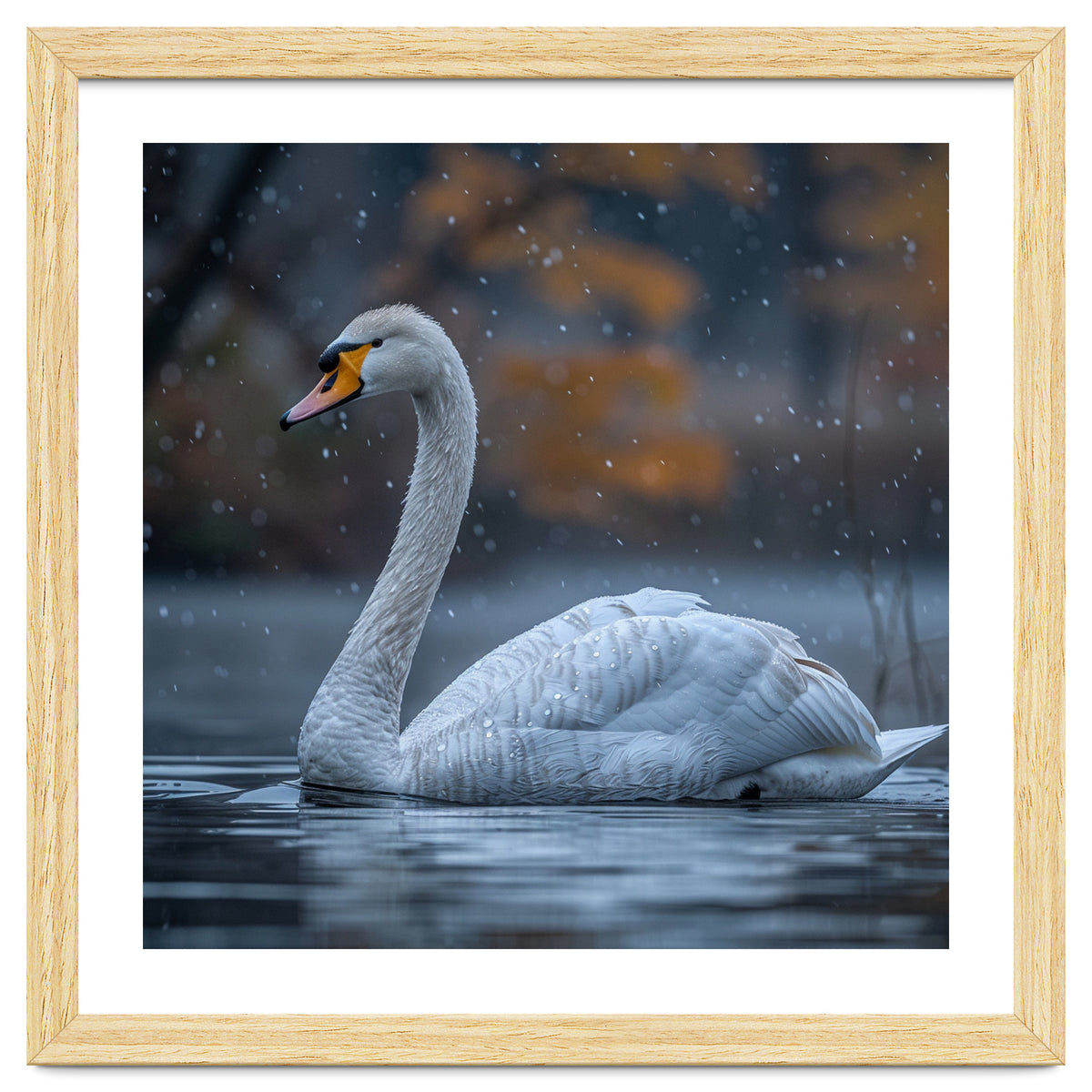 Swan Floating Gracefully On Water In Autumn