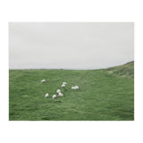 A flock of Sheep in the Green Hill - Iceland  (Print Only) thumbnail
