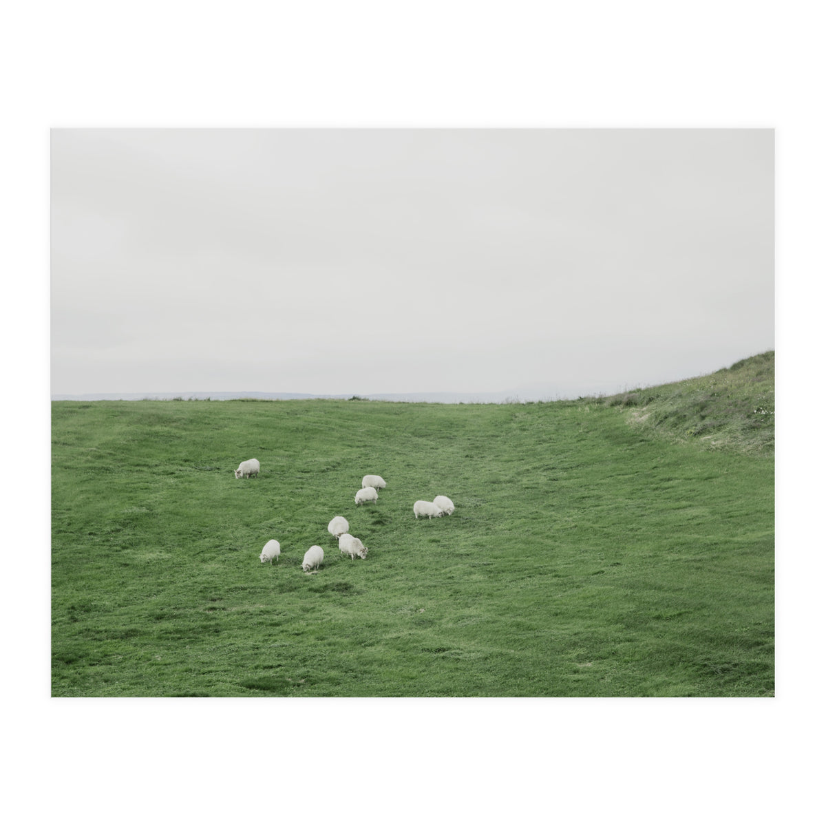 A flock of Sheep in the Green Hill - Iceland  (Print Only)