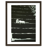 Cat On Stairs thumbnail