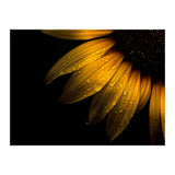 Backyard Flowers No 28 Sunflower (Print Only) thumbnail