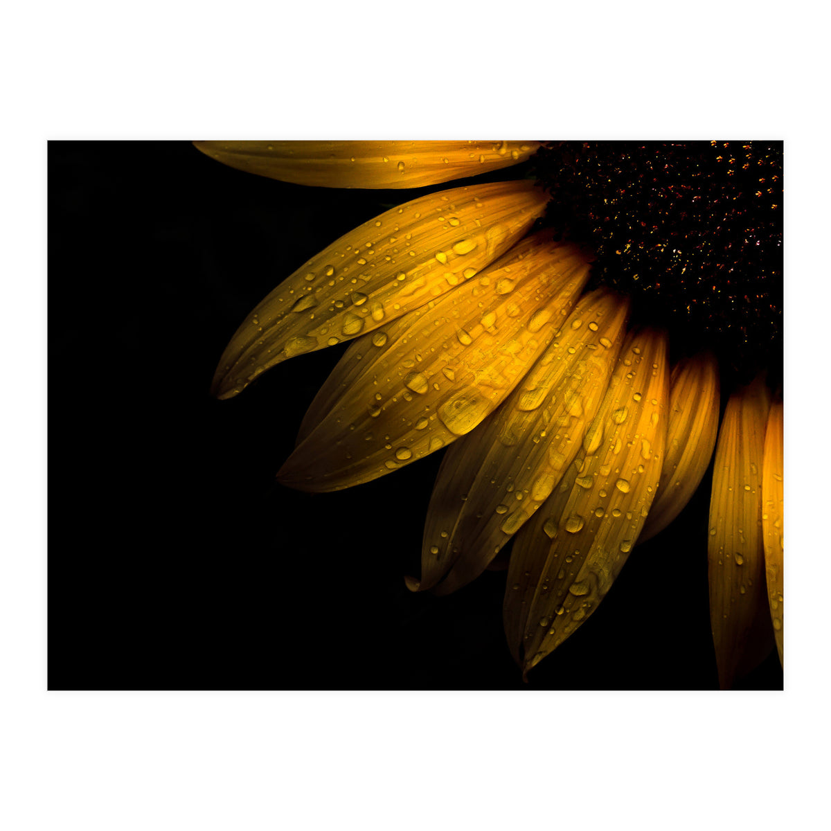 Backyard Flowers No 28 Sunflower (Print Only)