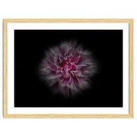 Backyard Flowers No 116 Color Flow Version