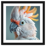 Salmon Crested Cockatoo Close Up Portrait thumbnail