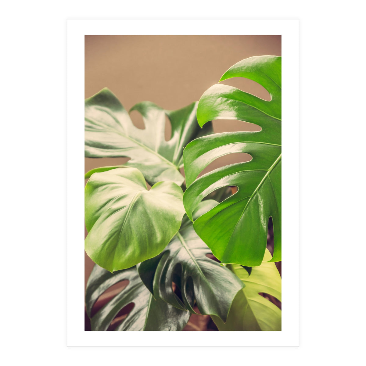 Monstera Mix (Print Only)