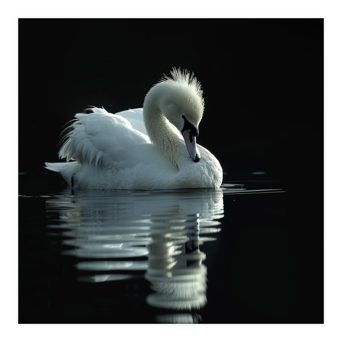 White Swan Gracefully Swimming In Dark Water (Print Only)