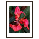 Red Indian Shot Flower thumbnail