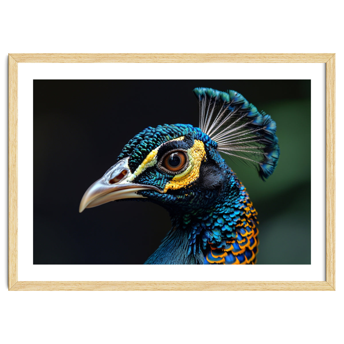 Close-up of a Peacock’s Head